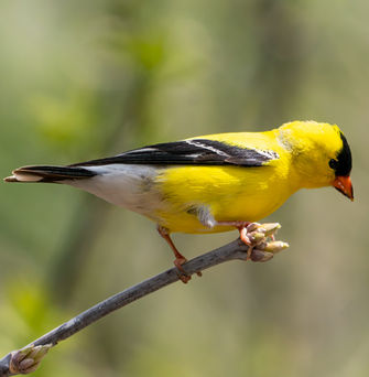 American Goldfinch