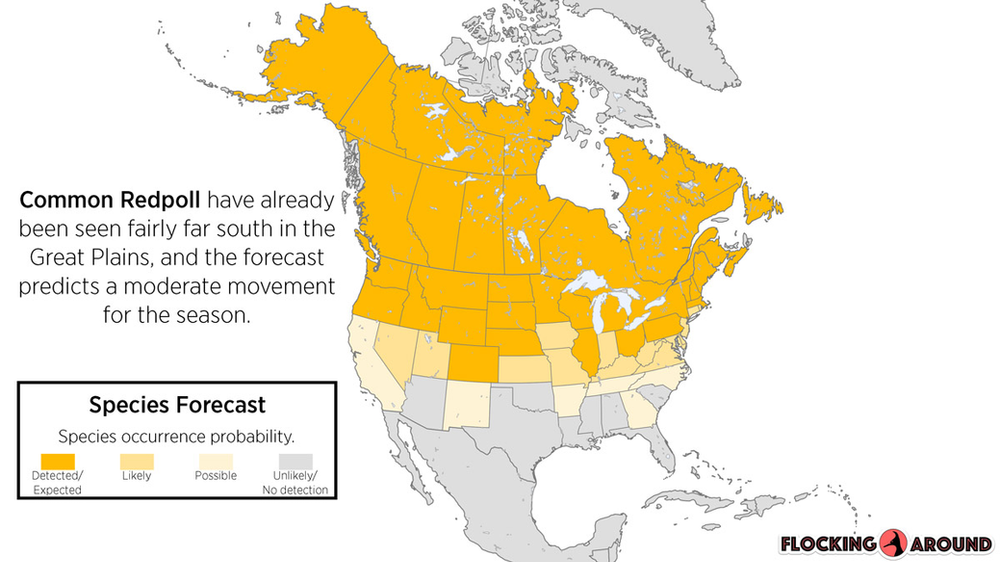 Common Redpoll Irruption Map