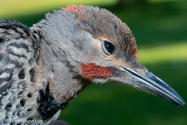 Intergrade Northern Flicker