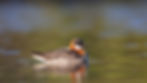 a red-necked phalarope sits in the water