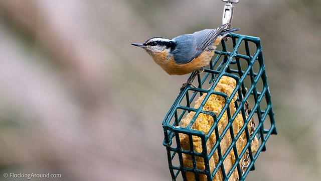 Clean Your Bird Feeders!