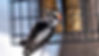Downy Woodpecker eating orange suet