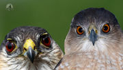 Sharp-shinned Hawk vs Cooper's Hawk Identification