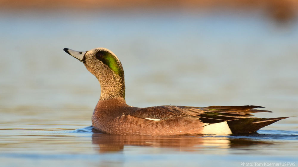 Bird Flu of 2022 How does avian flu impact wild birds and bird feeders?