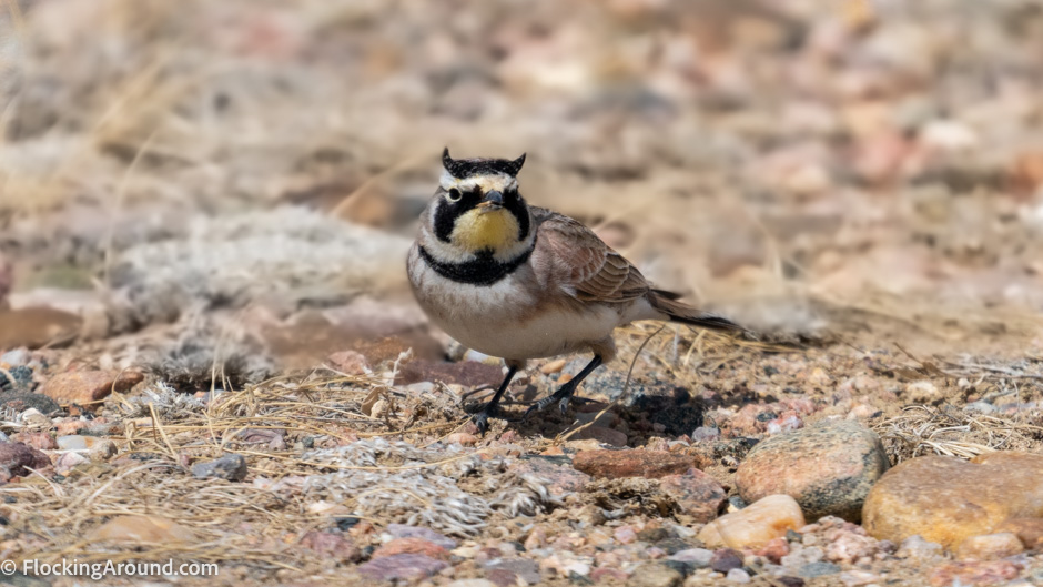 This is the same Horned Lark image but with less compression. 