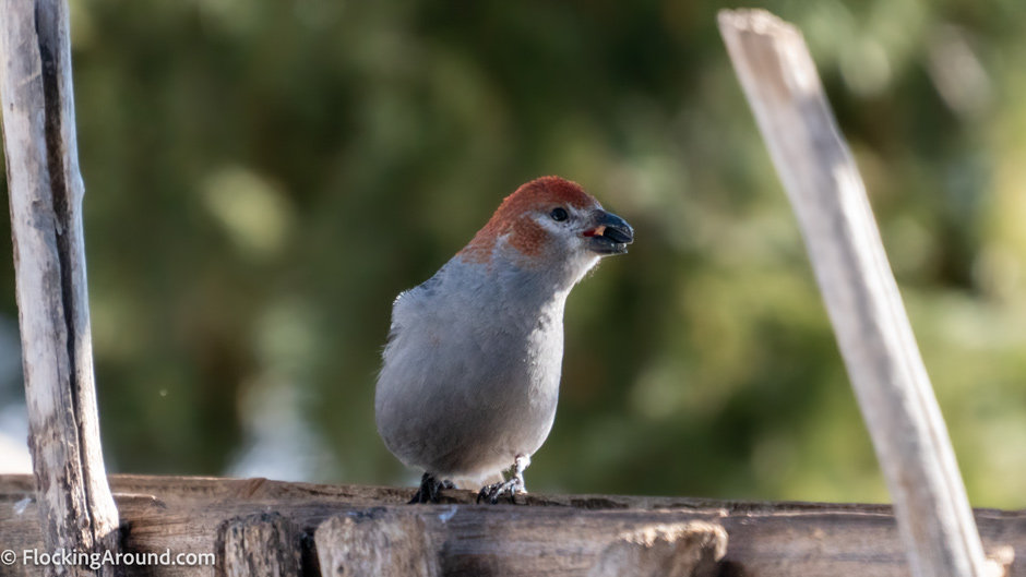 How long can birds survive without food?