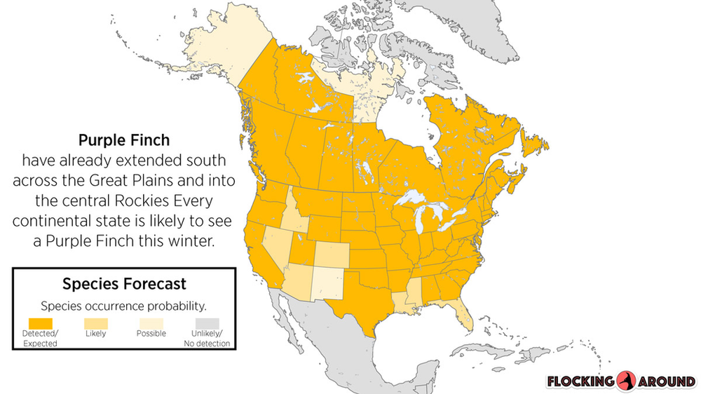 Purple Finch Irruption Map