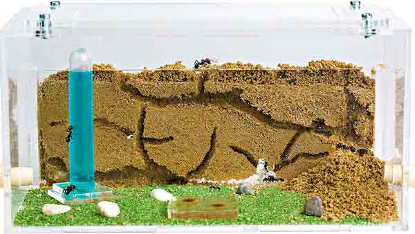 The Wonderful World of Ants