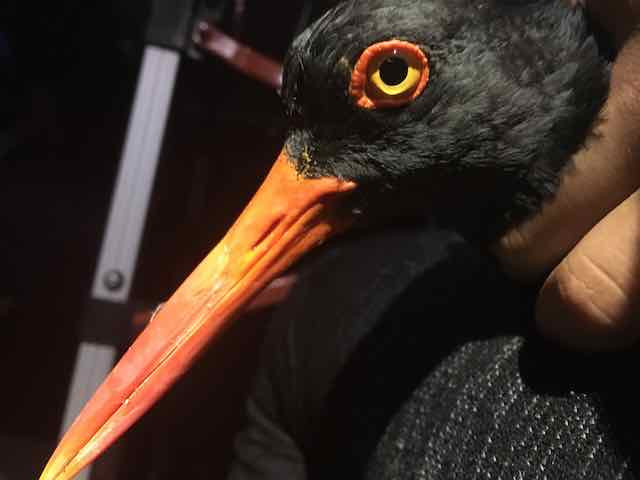 Banded American Oystercatcher
