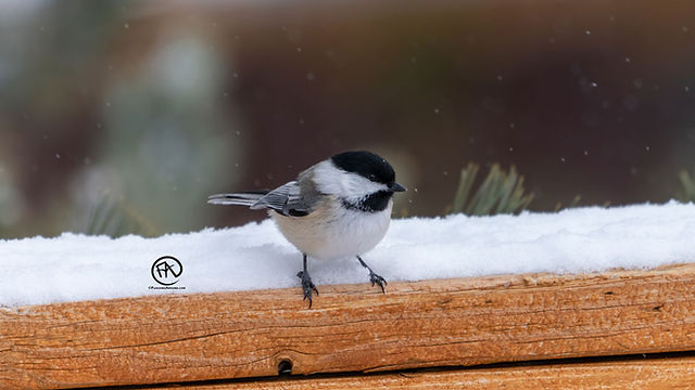 Black-capped Chickadee