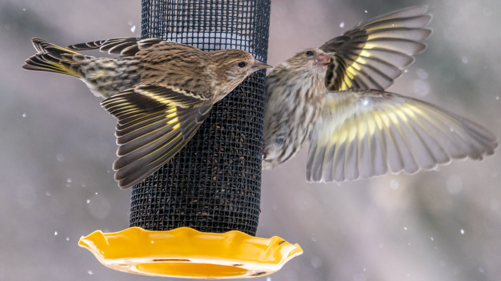 Two Pine Siskin defend a Nyjer feeder.