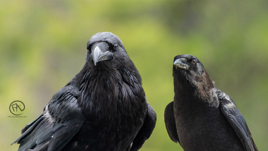 American Crow vs Common Raven A Tale of two corvids