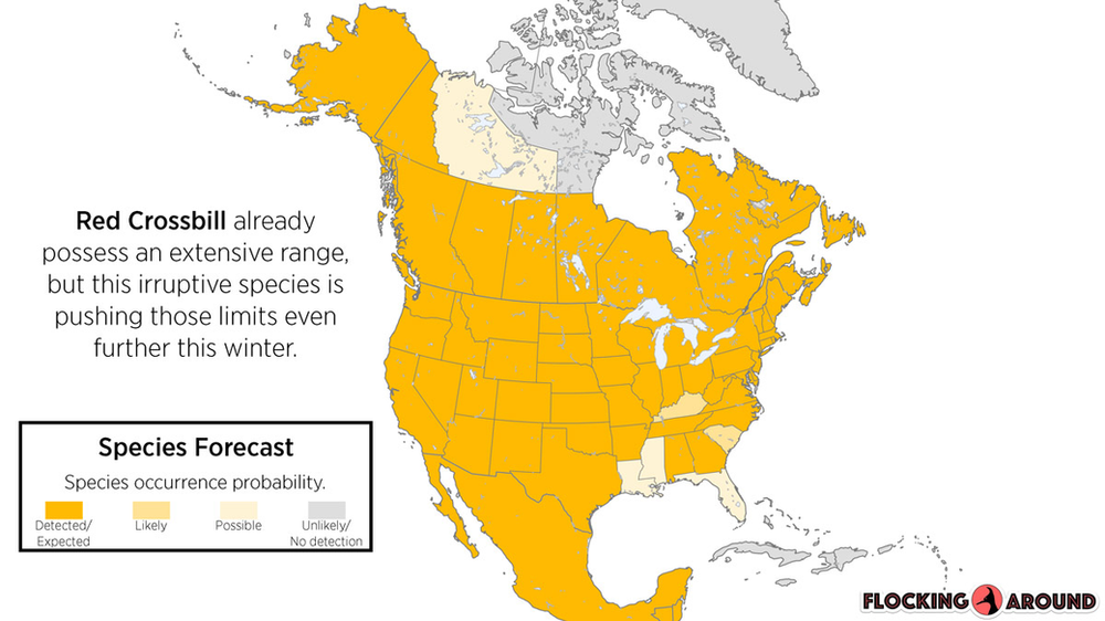 Red Crossbill Irruption Map
