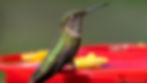 Anna's Hummingbird at a Feeder