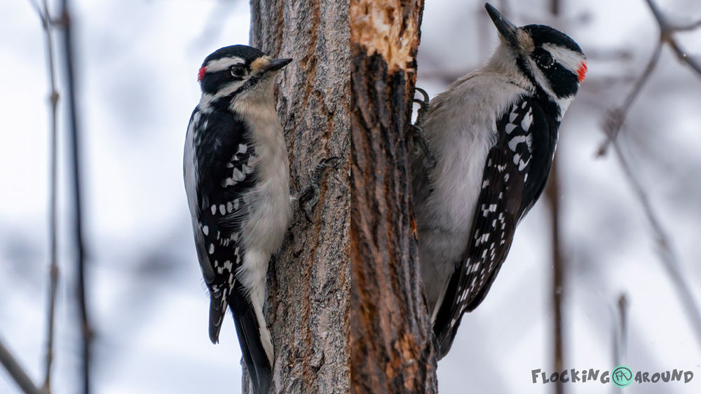 Downy Woodpecker vs Hairy Woodpecker Identification of two blackand
