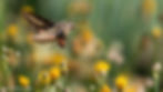 a brownish striped moth flies over yellow flowers
