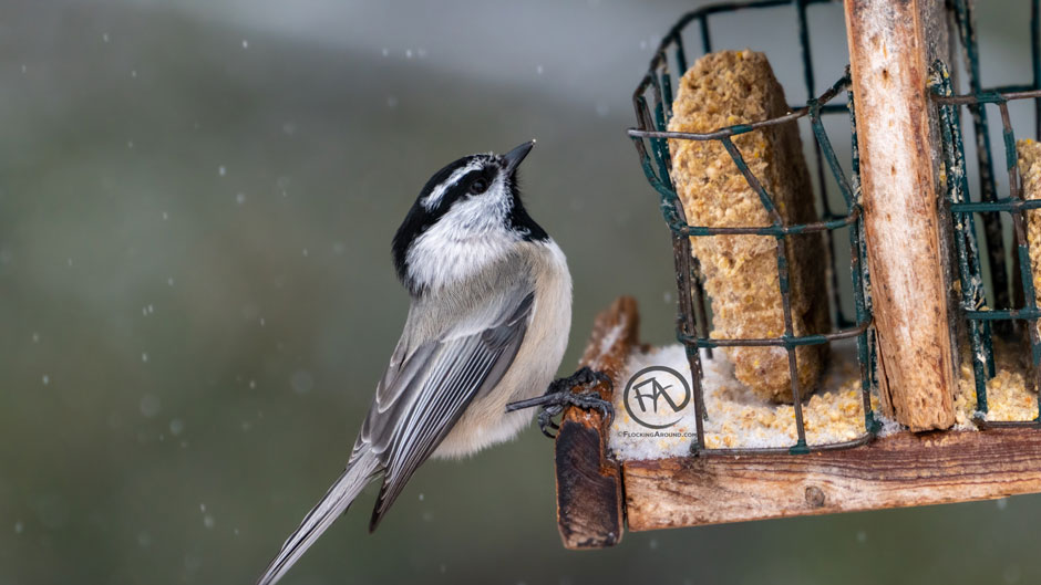 The Best Suet Feeder A Guide to Purchasing Feeders for Woodpeckers