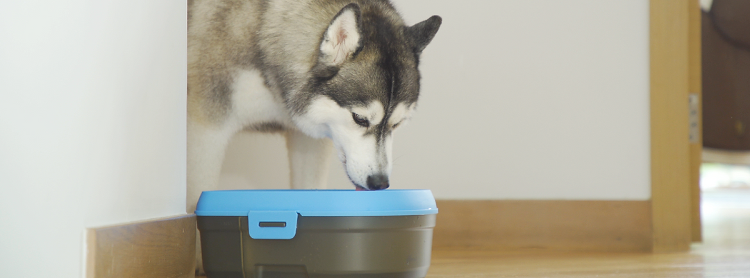 0_Dog Drinking 2_1200.png