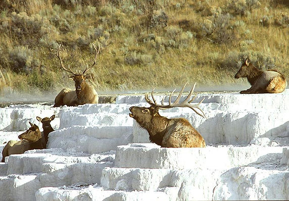 See Elk in Yellowstone National Park