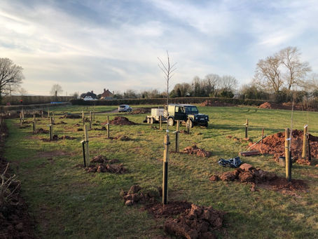 New Orchard in the Making