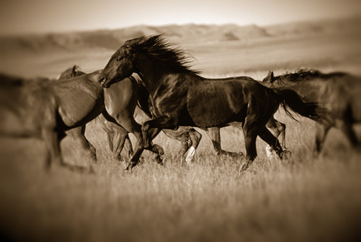 Dark Horse