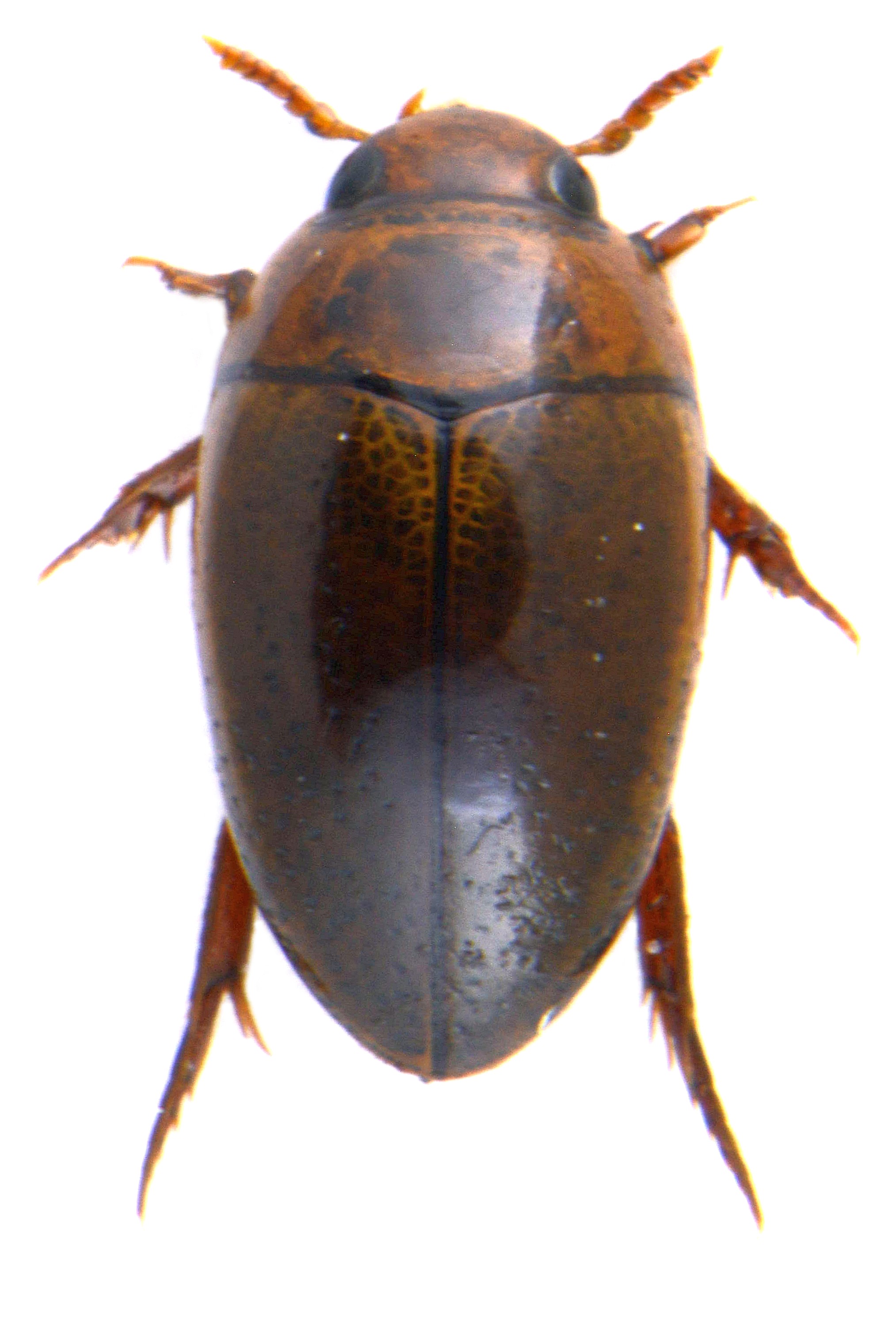 Noterus Clavicornis Uk Beetles