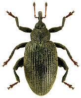 Orchestes calceatus.jpg