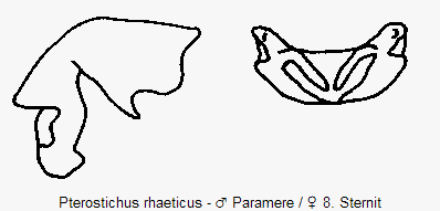 pterostichus_rhaeticus.gif