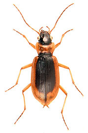 Nebria livida 1.jpg
