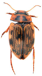 Scarodytes halensis.jpg