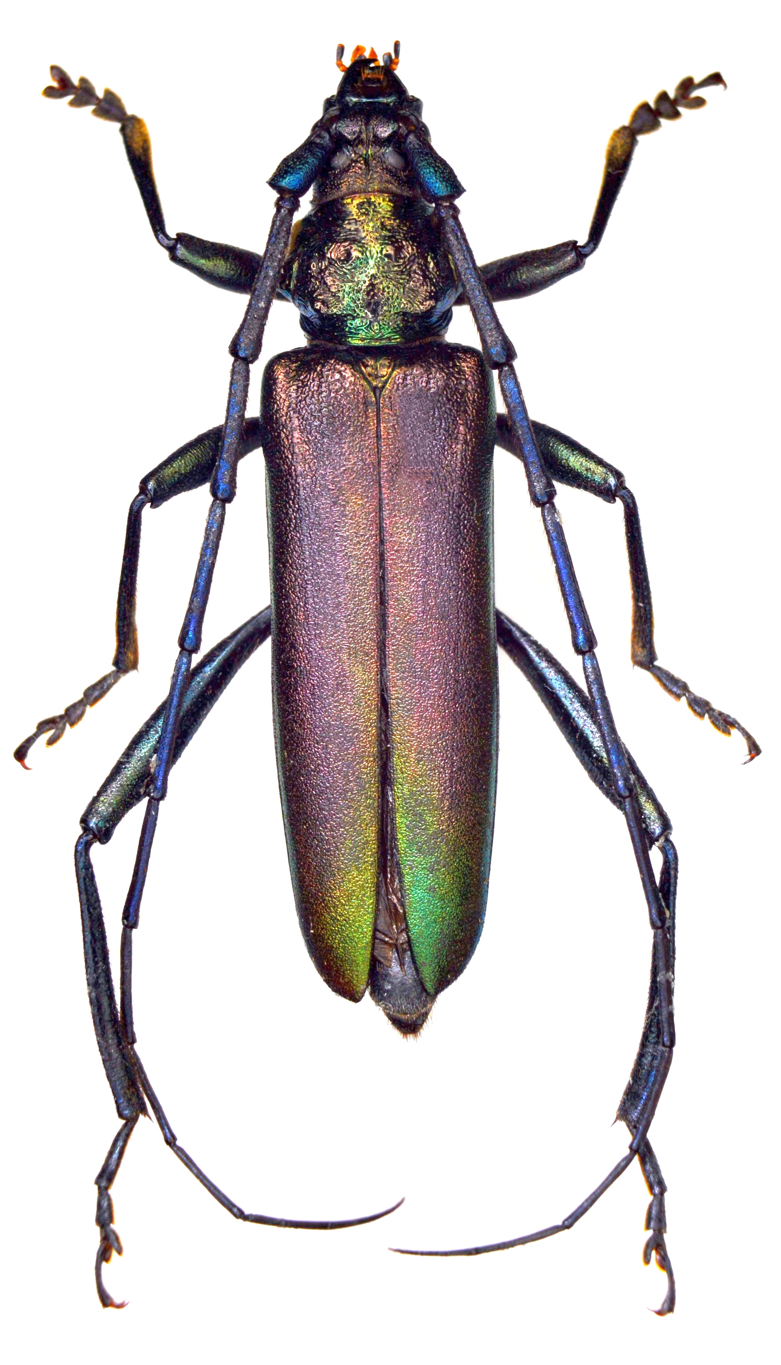 Aromia moschata | uk beetles