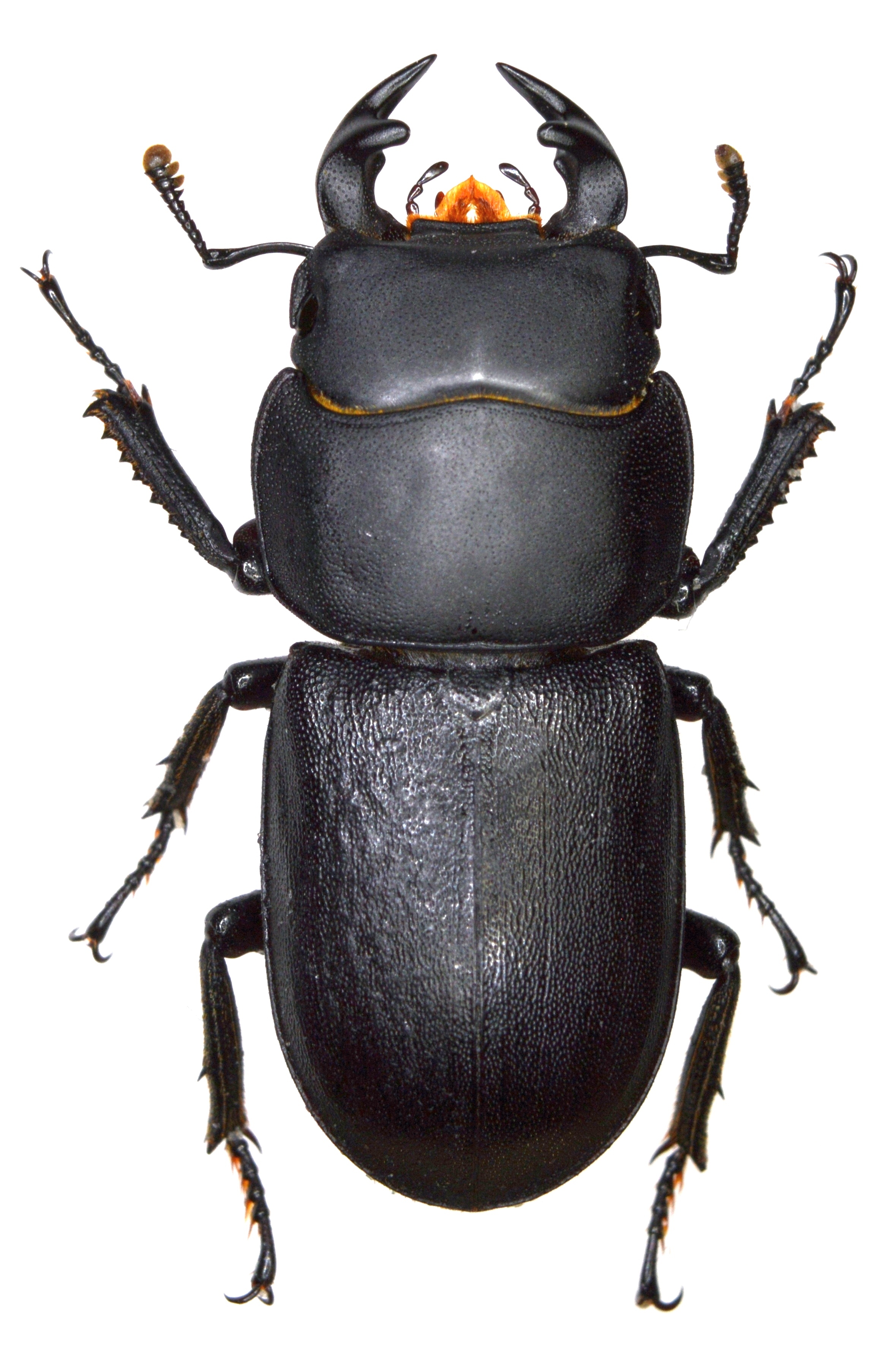 Dorcus – Illustrated lesser stag beetle Dorcus parallelipipedus life ...