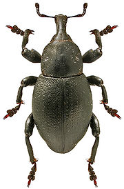 Liparus coronatus.jpg
