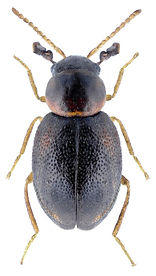 colotes_punctatus_1.jpg