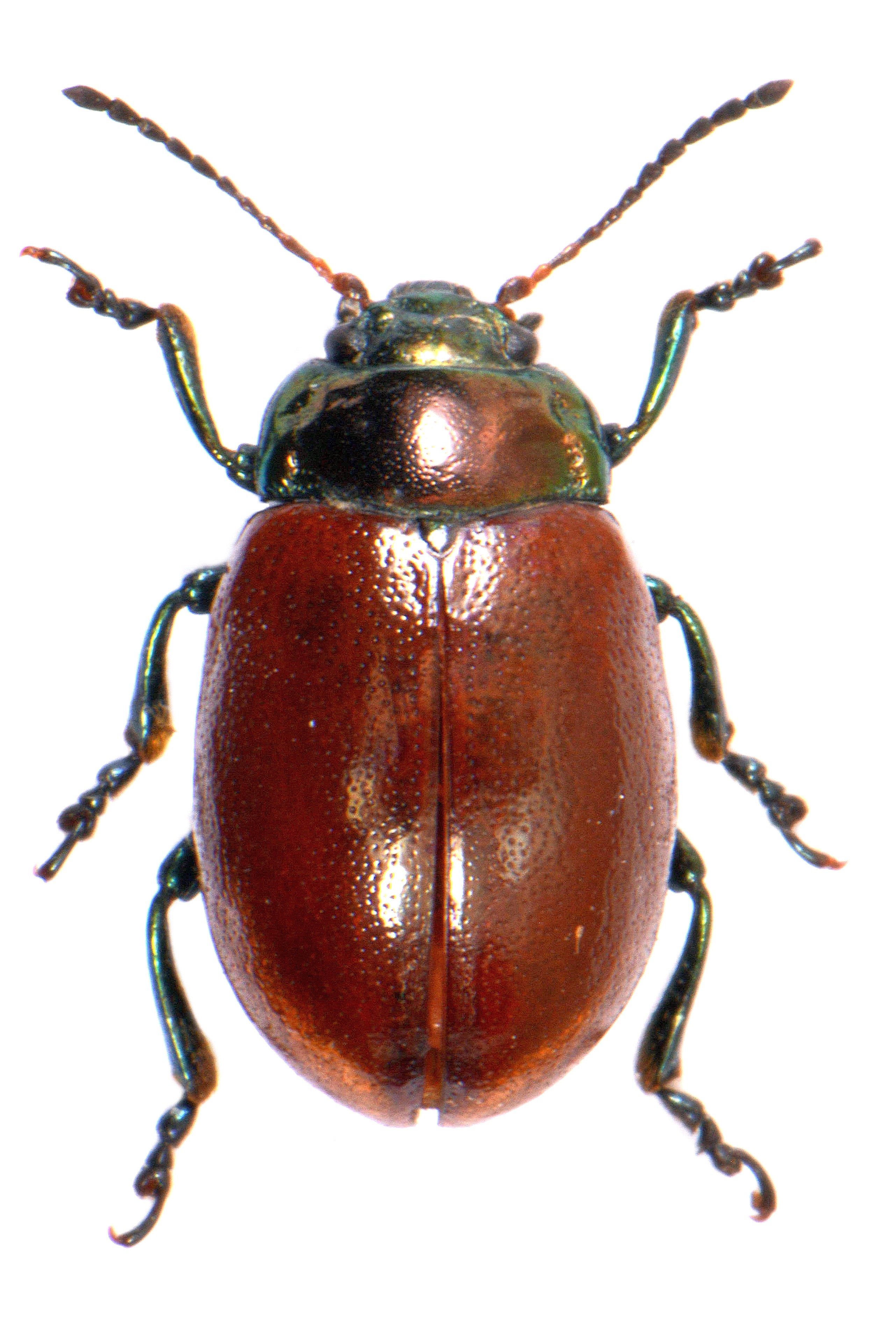 Chrysolina Polita Uk Beetles