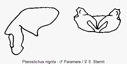 pterostichus_nigrita.gif