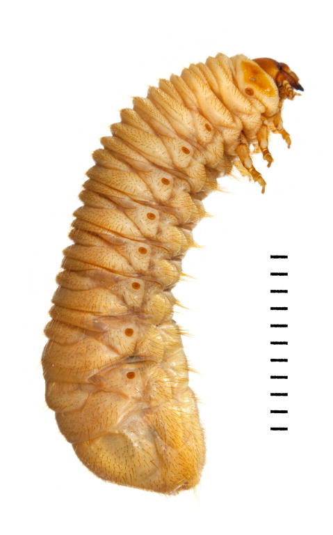 Cetonia aurata | Scarabaeidae | Ukbeetles