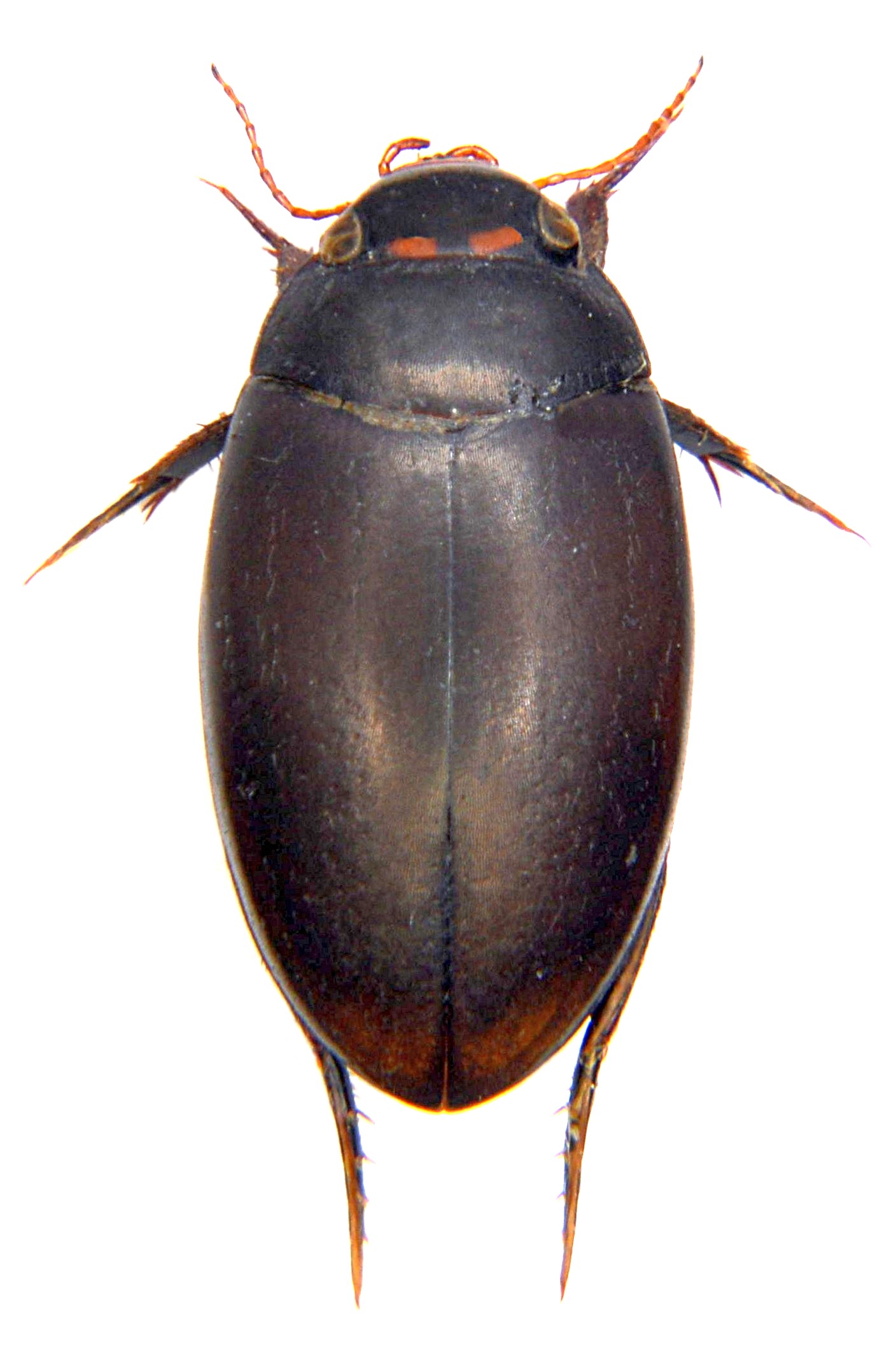 beetle erebus wiki beetle erebus wiki