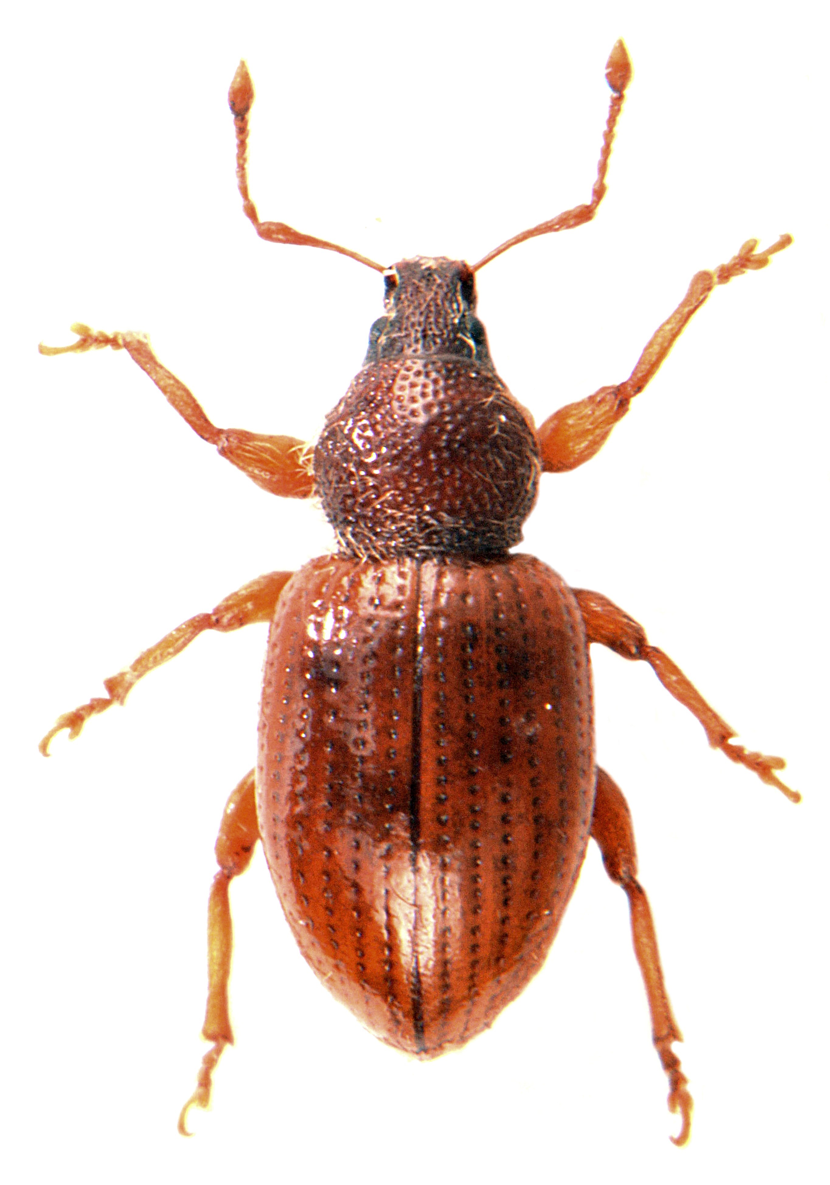 Pellucidus cam Pellucidus cam