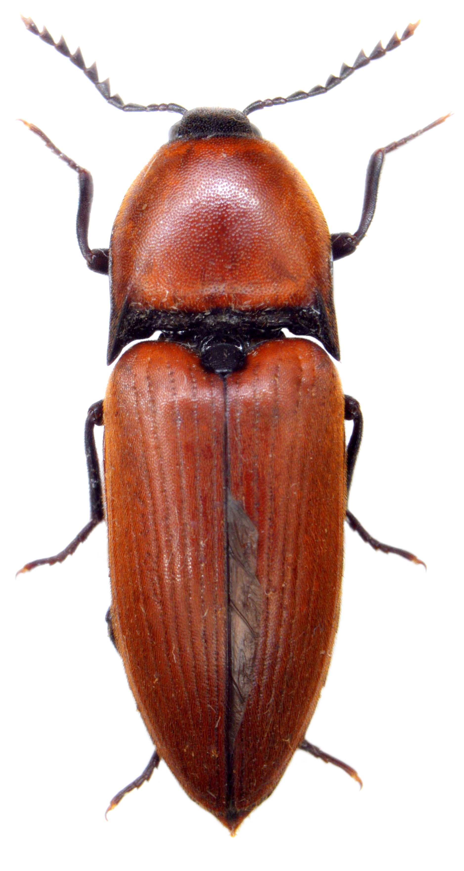 Elater ferrugineus uk beetles