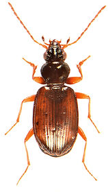 Bembidion saxatile.jpg