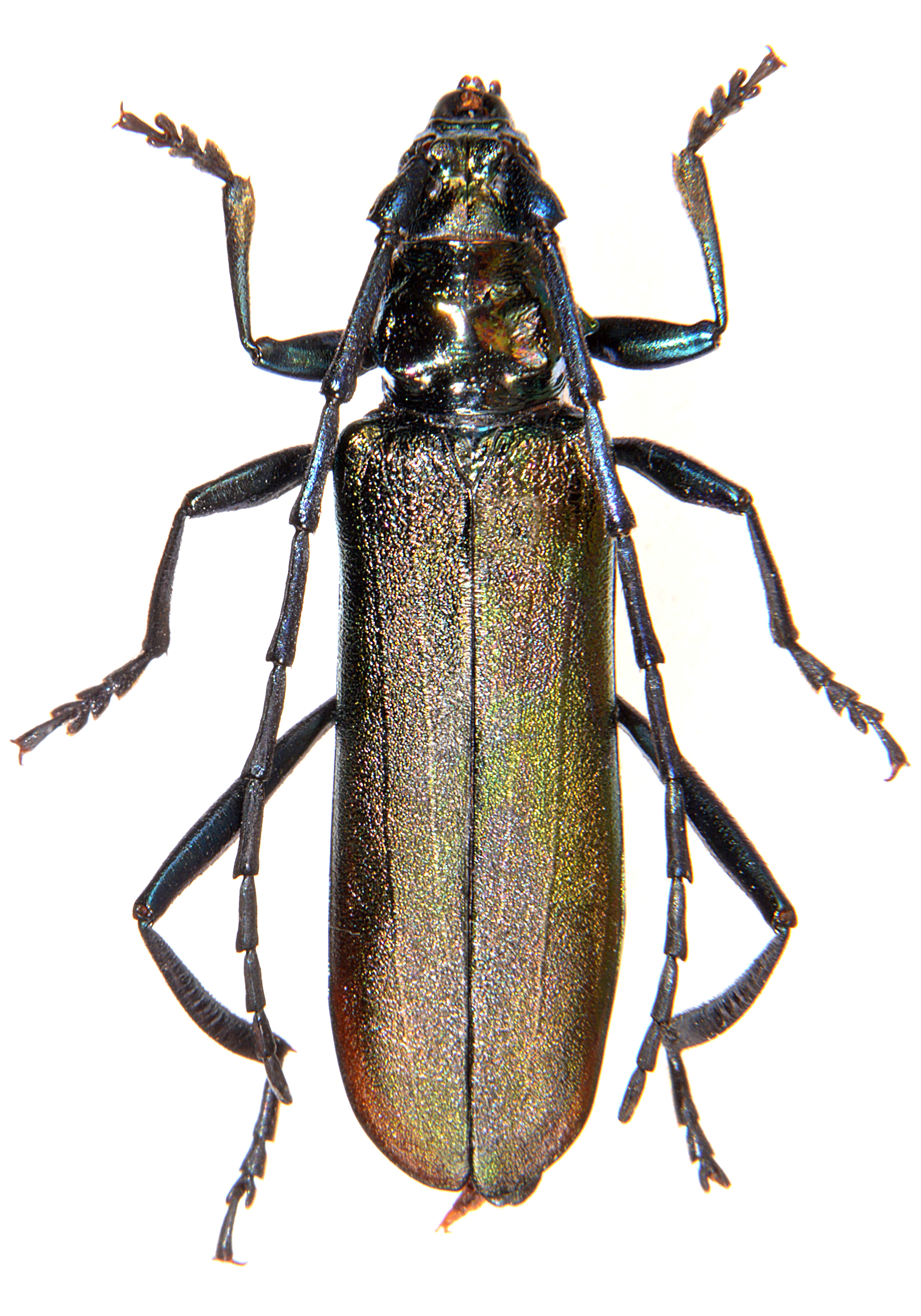 Aromia moschata | uk beetles