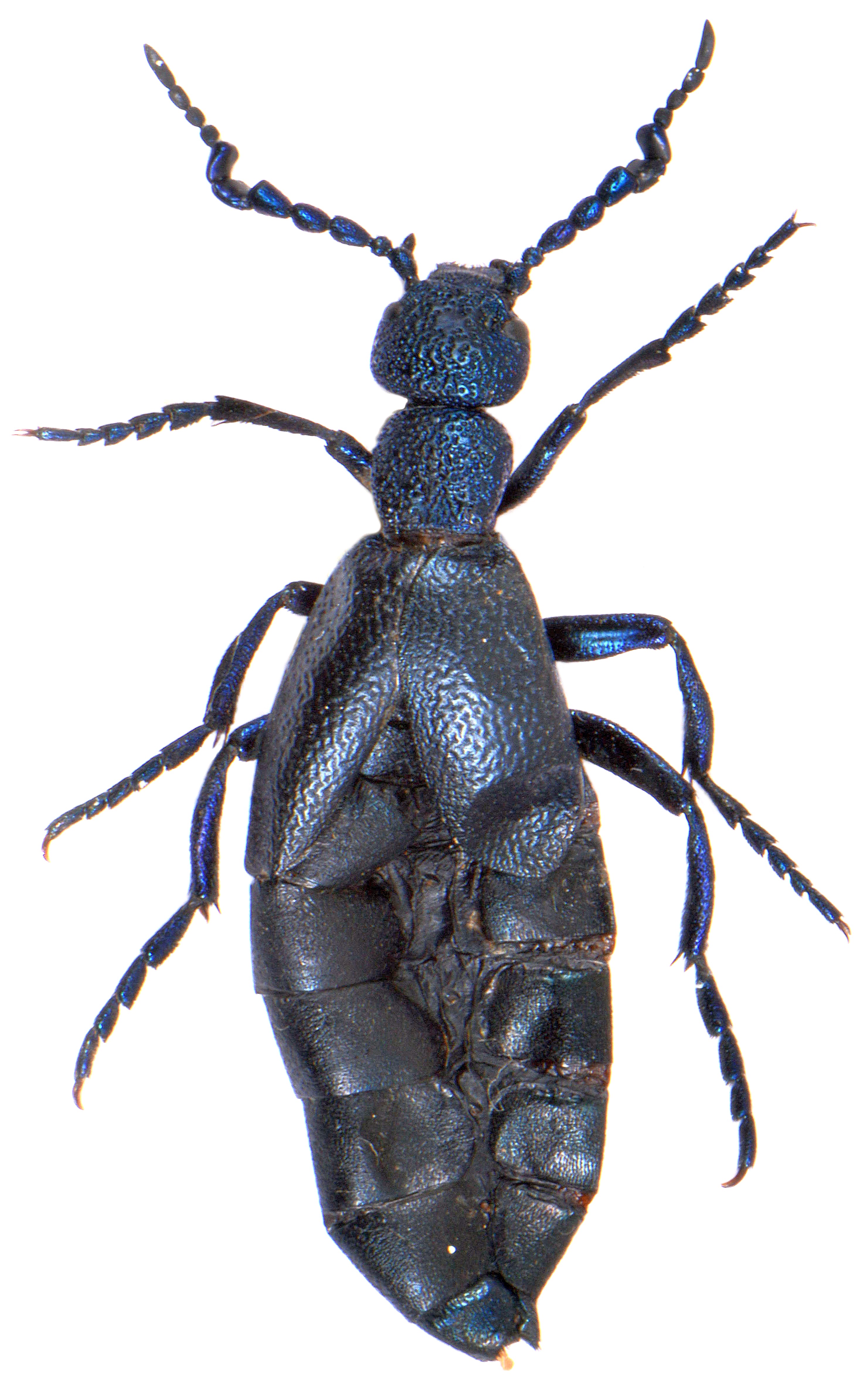 47 Best Of Meloe Proscarabaeus Larvae insectza