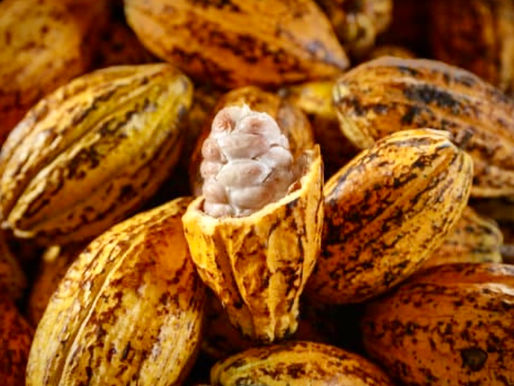 Cacao Pod