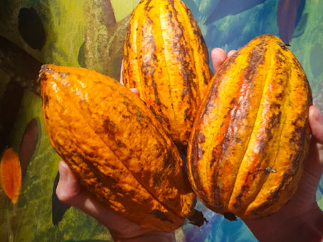 CACAO is not only a food; it's a Super Food, Super Fruit & Super Delicious
