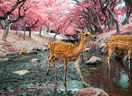 Nara park.jpg