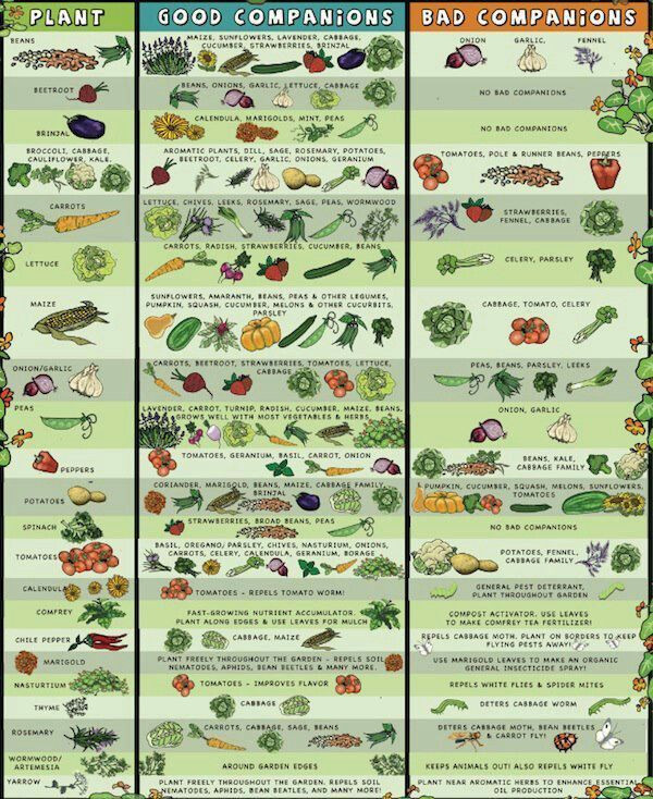Companion Planting Guide
