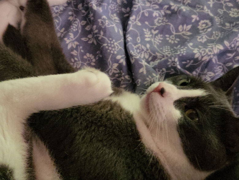 cat laying down