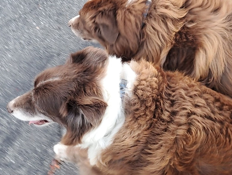 two dogs being walked