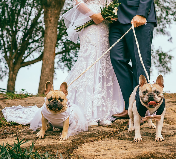 bride and groom with their two dogs
